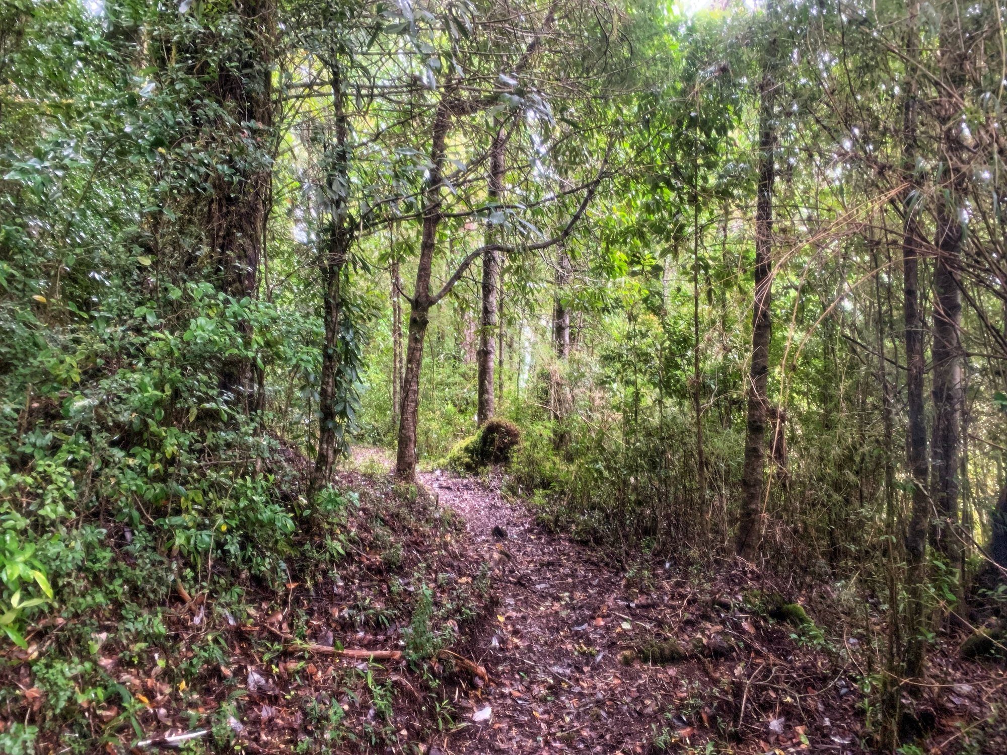 Sendero cubierto de hojarasca entre el bosque nativo del predio