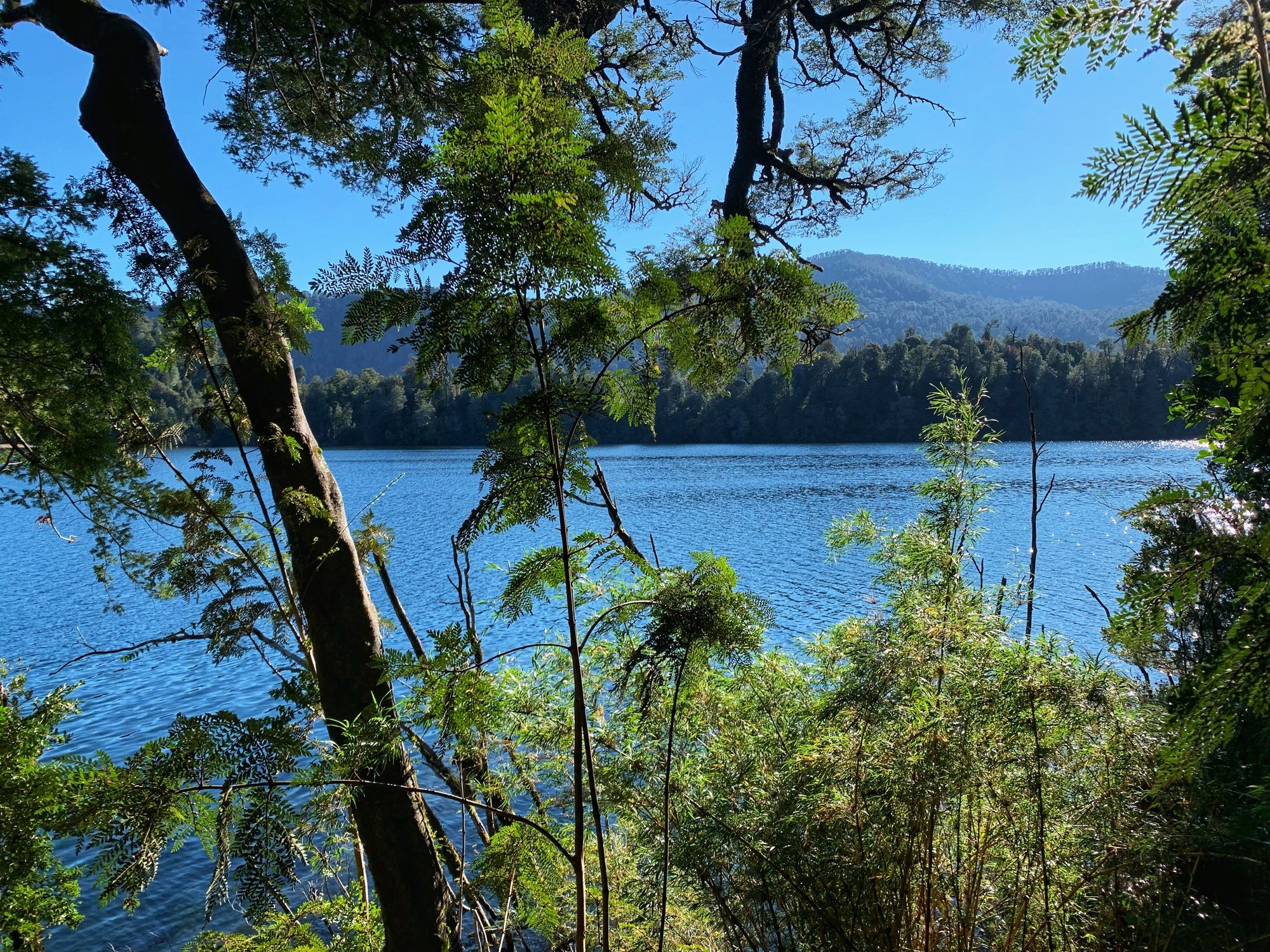 La Laguna El Palmar vista entre los árboles del bosque nativo